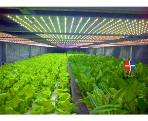 Greenhouse vegetable growing light